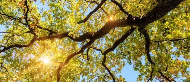 Лучи солнца пробиваются сквозь листву дуба